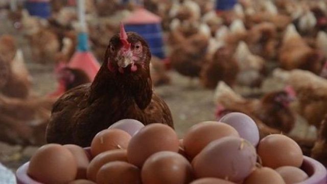 Azərbaycanda broyler yumurtalarının qiyməti bahalaşdı